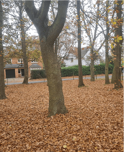 leaf clearance 2 (f)